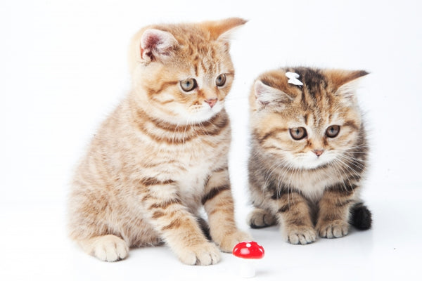 [子猫] Kittenにオススメのフード