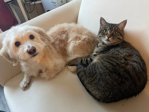 あなたが犬猫ご飯を選ぶ基準は？