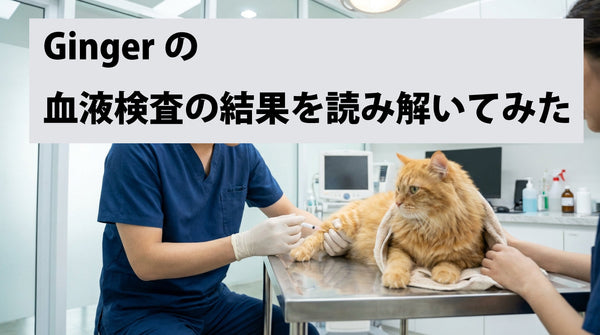 Ginger(元野良猫)の血液検査の結果を読み解いてみた