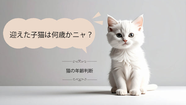 保護した猫は何歳？猫の年齢判断