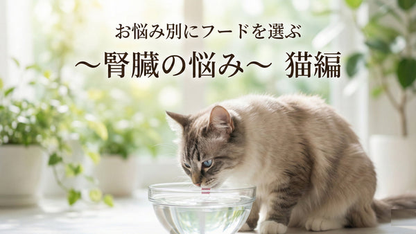 腎臓ケアしたい愛猫の食事〜お悩み別にフードを選ぶ〜 [腎臓トラブル 猫編]