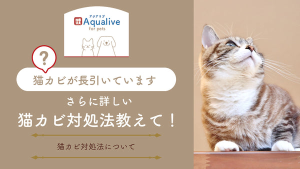 猫カビのさらに詳しい対処法を教えて！