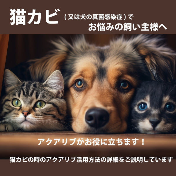 猫カビや皮膚疾患でお悩みの飼い主様へ