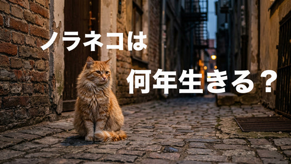 野良猫は何年生きる？